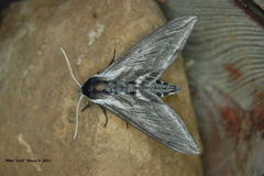 Sphinx perelegans