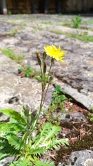 Crepis bursifolia