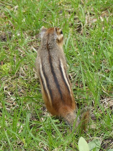 Eastern Chipmunk