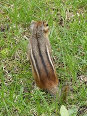 Eastern Chipmunk photo 3