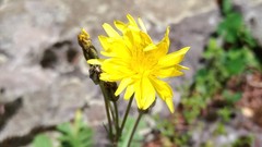 Crepis bursifolia