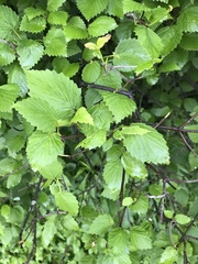 Viburnum rafinesqueanum