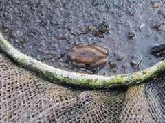 Afrixalus fornasini