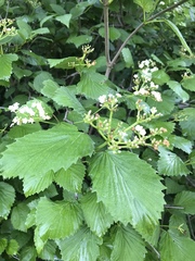 Viburnum rafinesqueanum