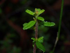 Hibbertia empetrifolia