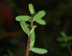 Hibbertia empetrifolia
