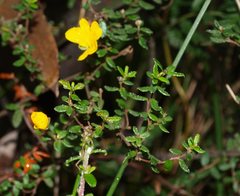 Hibbertia empetrifolia
