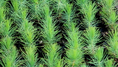 Pinus leiophylla