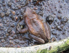 Afrixalus fornasini