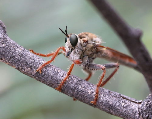 Ospriocerus