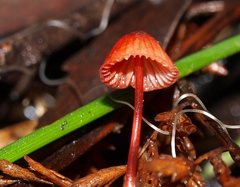 Mycena toyerlaricola