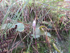 Disperis woodii