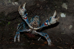 Euastacus sulcatus