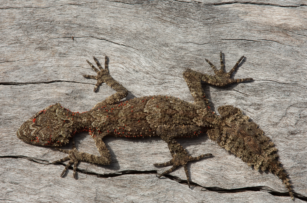 Southern Leaf-Tailed Gecko