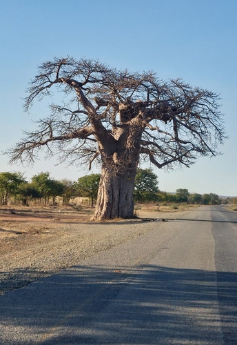 African baobab