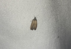 Eucosma radiatana
