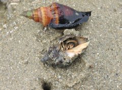 Clibanarius infraspinatus