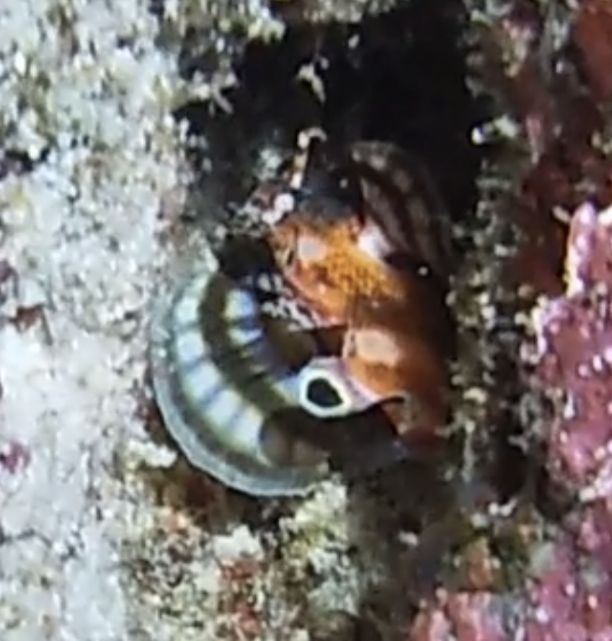 Nemapterois biocellatus