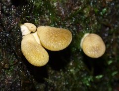 Pleurotus purpureo-olivaceus