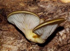 Pleurotus purpureo-olivaceus