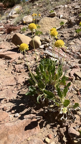 Parry's Blanketflower (Gaillardia parryi)