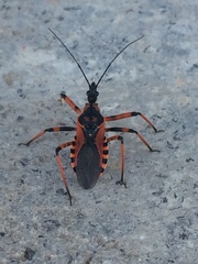 Rhynocoris rubricus