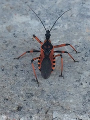 Rhynocoris rubricus