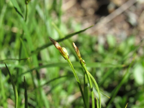 Image of Carex geyeri by (c) Anders Hastings, some rights reserved (CC BY)
