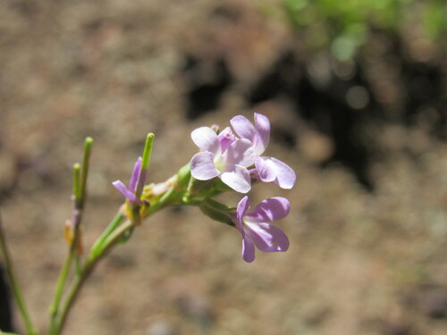 Image of Boechera stricta by (c) Anders Hastings, some rights reserved (CC BY)