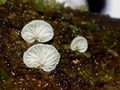 Marasmiellus affixus