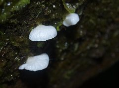 Marasmiellus affixus