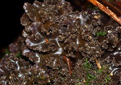Pseudocyphellaria dissimilis