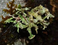 Ramalina glaucescens