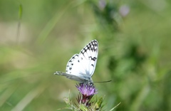 Melanargia arge