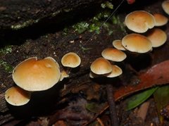Collybia eucalyptorum