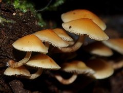 Collybia eucalyptorum