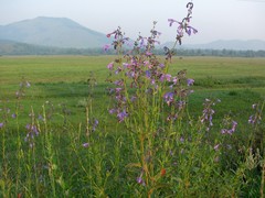 Nepeta sibirica