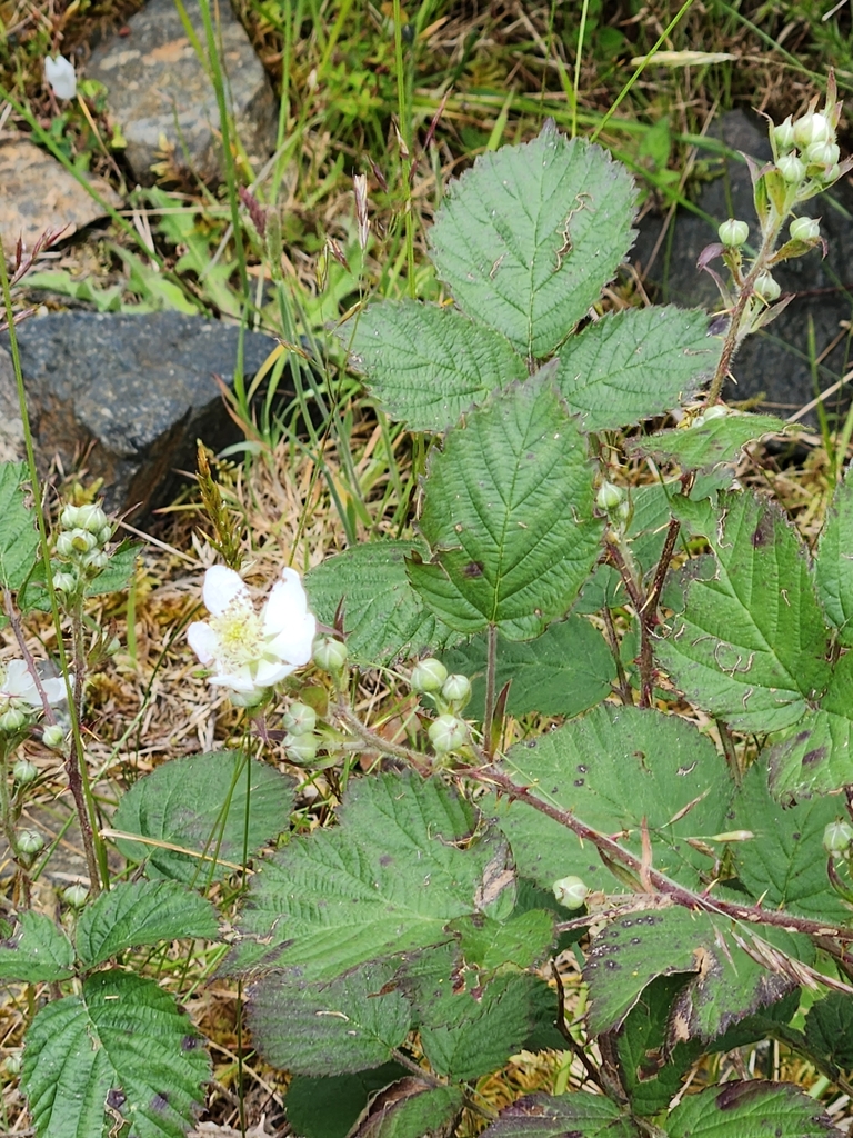 Devon blackberry