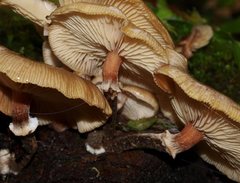 Armillaria luteobubalina