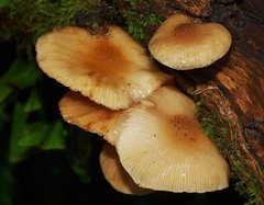 Armillaria luteobubalina
