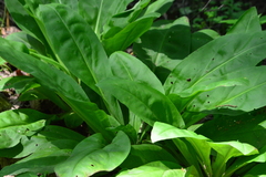 Frasera caroliniensis