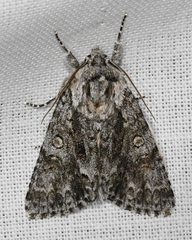 Acronicta impressa