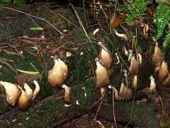 Pleurotus purpureo-olivaceus