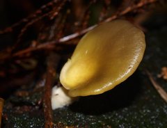 Pleurotus purpureo-olivaceus