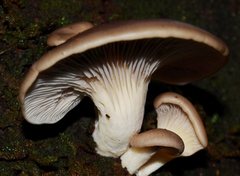 Pleurotus purpureo-olivaceus