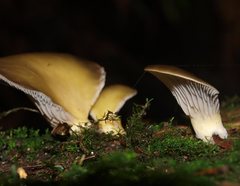 Pleurotus purpureo-olivaceus