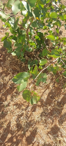 Mopane