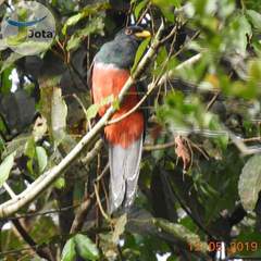 Trogon melanurus