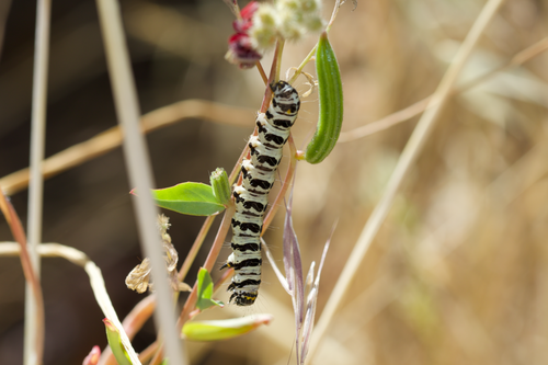 Mariposa Forester photo 5