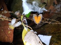 Pseudatteria volcanica